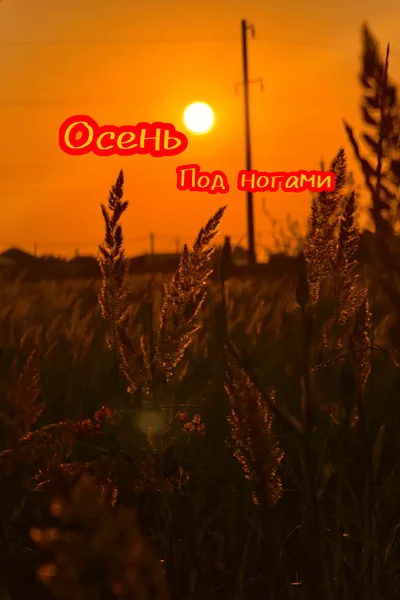Осень под ногами