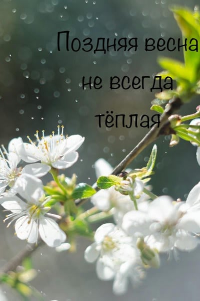 Поздняя весна не всегда тёплая