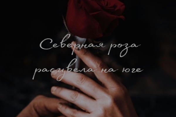 Северная роза расцвела на юге