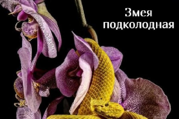 Змея подколодная