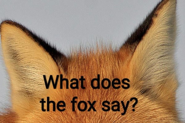 What does the fox say?
