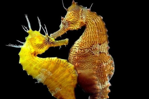 Hippocampus