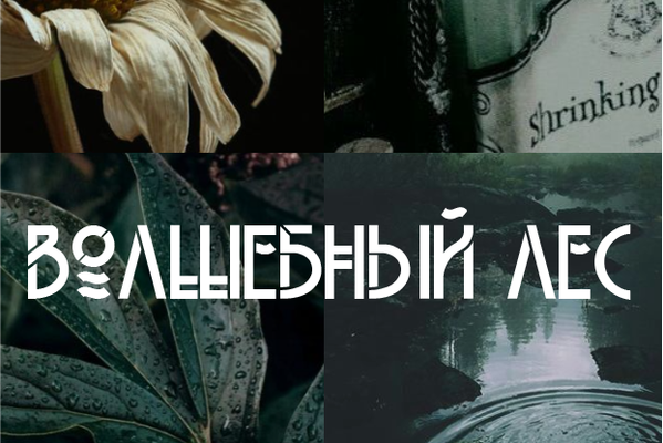Волшебный лес