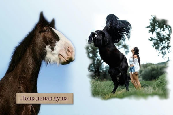 Лошадиная душа
