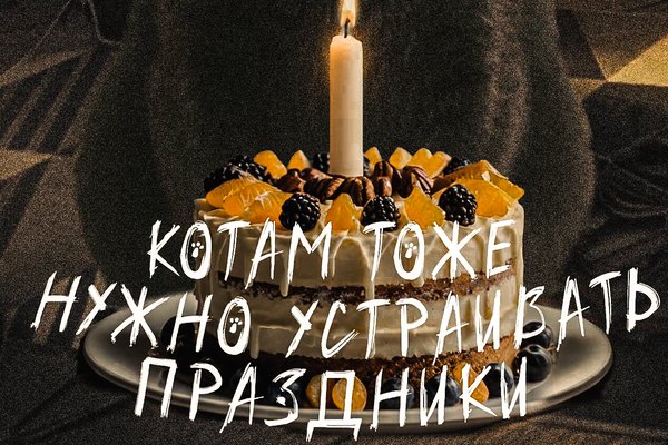 Котам тоже нужно устраивать праздники
