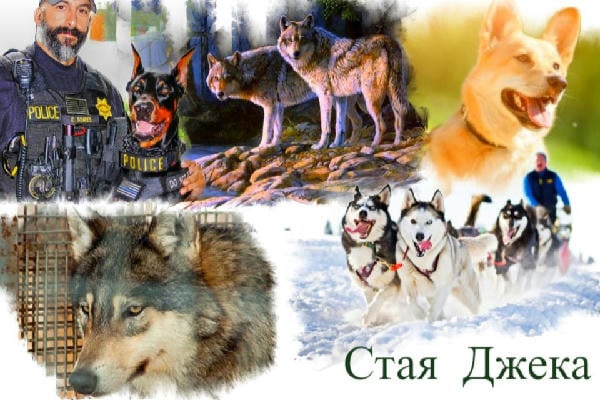 Стая Джека