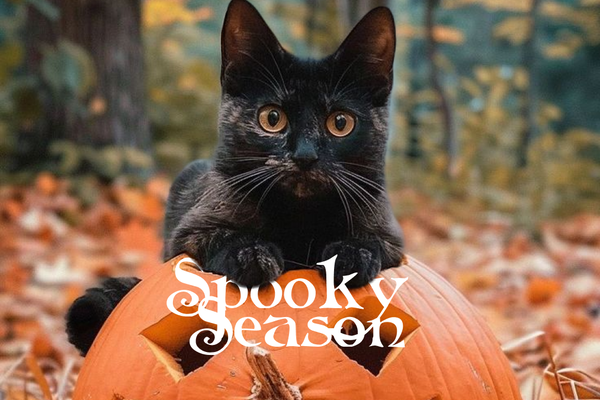 spooky season (and cup of pumpkin spice latte, please)
