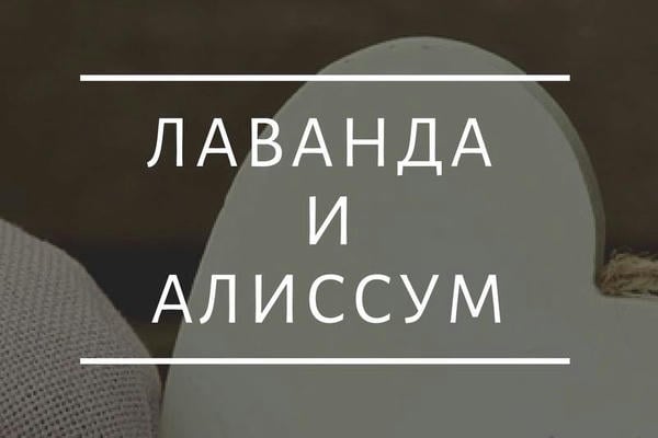 Лаванда и Алиссум