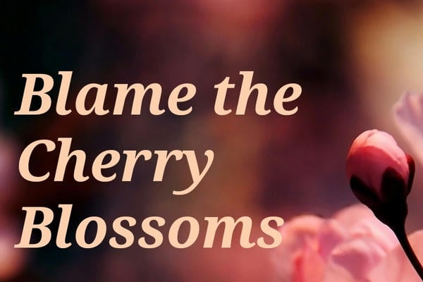 Blame the Cherry Blossoms/Виноваты цветущие сакуры