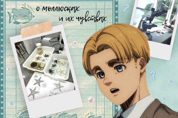 о моллюсках и их чувствах