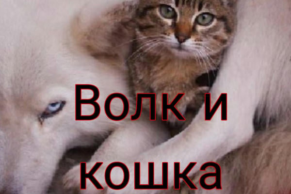 Волк и кошка