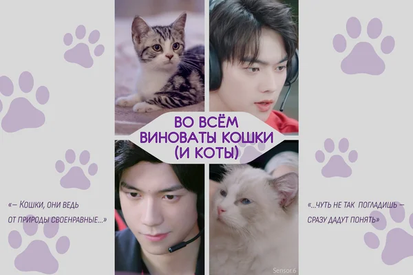 Во всём виноваты кошки (и коты)