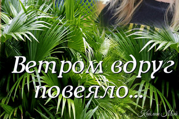 Ветром вдруг повеяло...