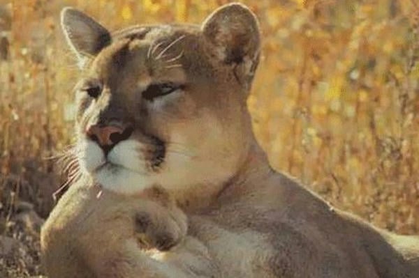 Кошки-мышки
