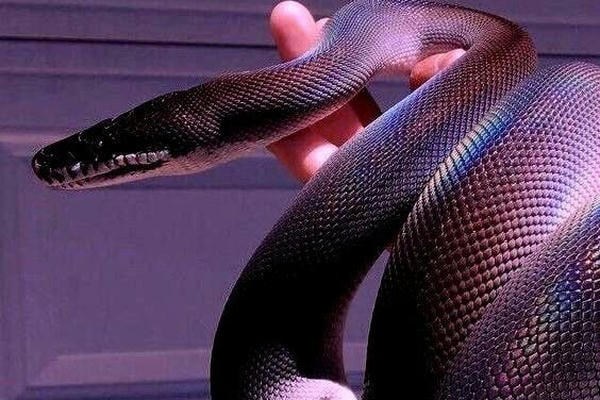 Snake Eyes