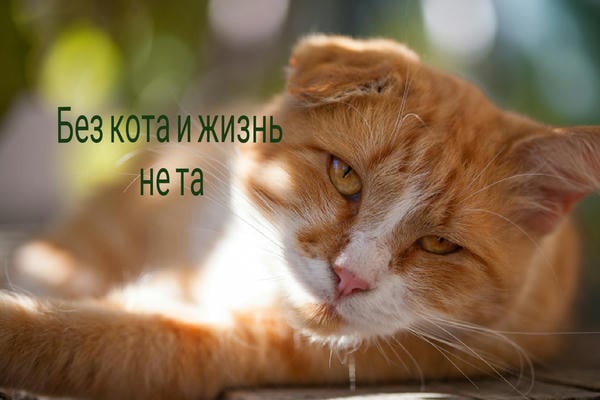 Без кота и жизнь не та