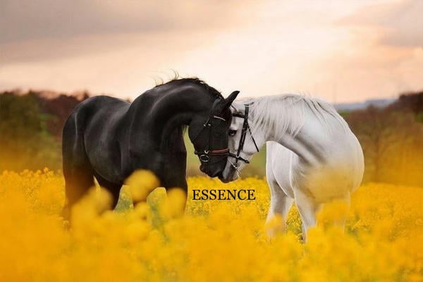 Essence