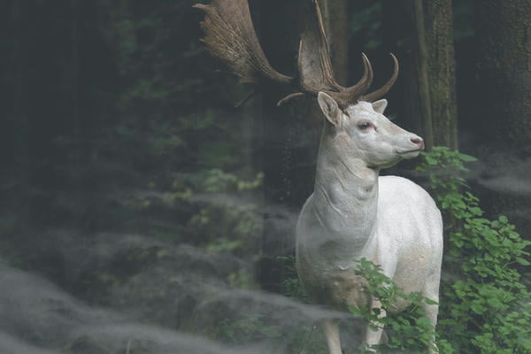 Elven Glory