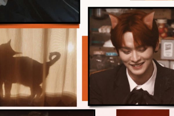 Say «meow»