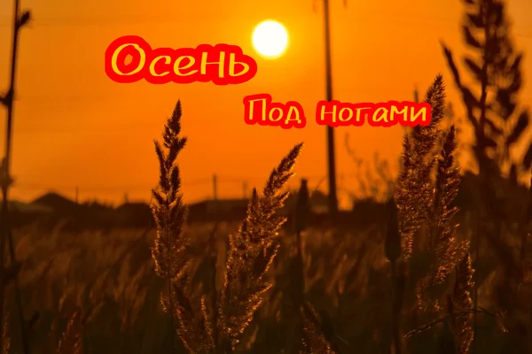 Осень под ногами