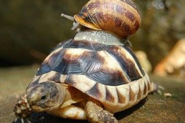 Черепашьим шагом