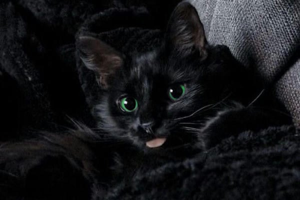 Кот в руках Бога