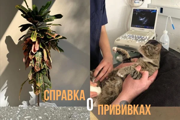 Справка о прививках