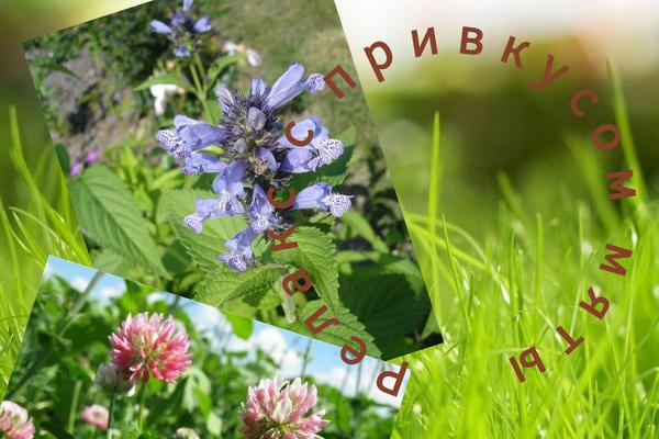 Релакс с привкусом мяты