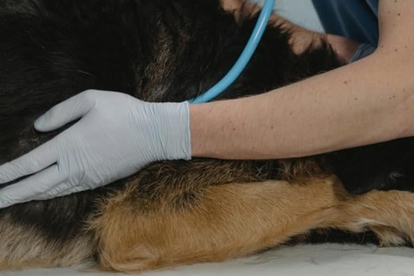 Всего лишь млекопитающие 