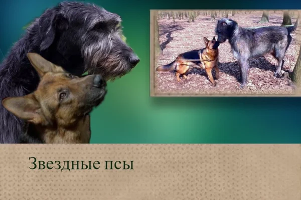 Звездные псы
