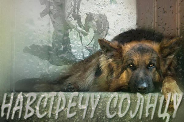 Навстречу солнцу