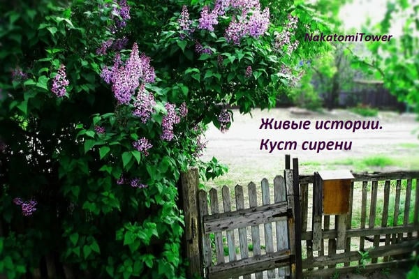 Куст сирени