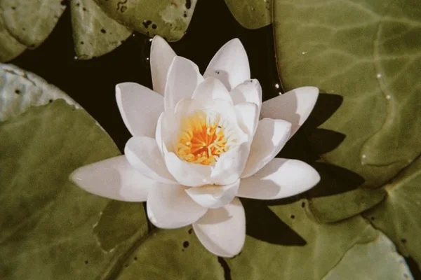 When the Roses Bloom Again
