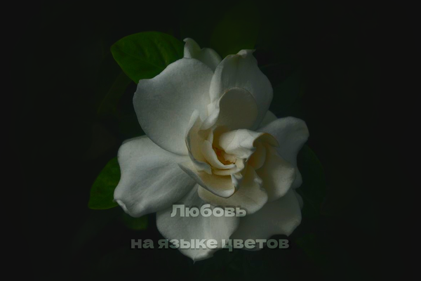 Любовь на языке цветов