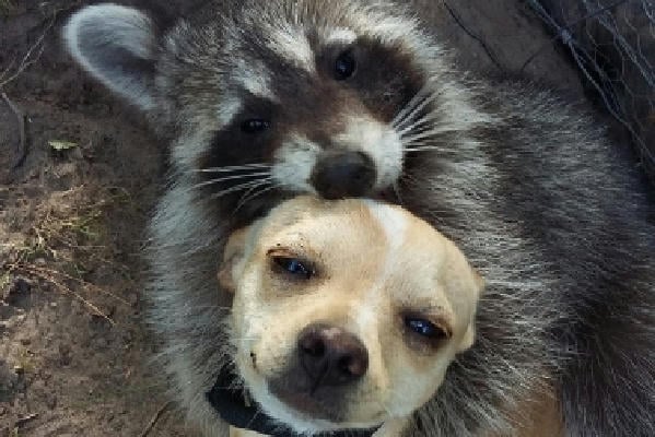 Наследник не по прямой