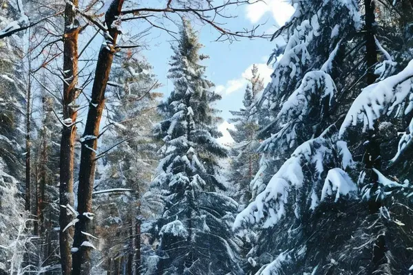 Мистический лес