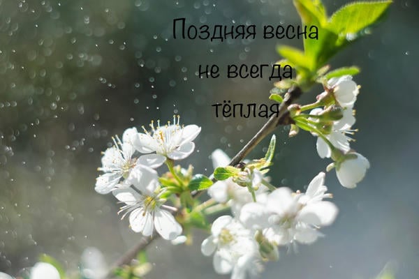 Поздняя весна не всегда тёплая