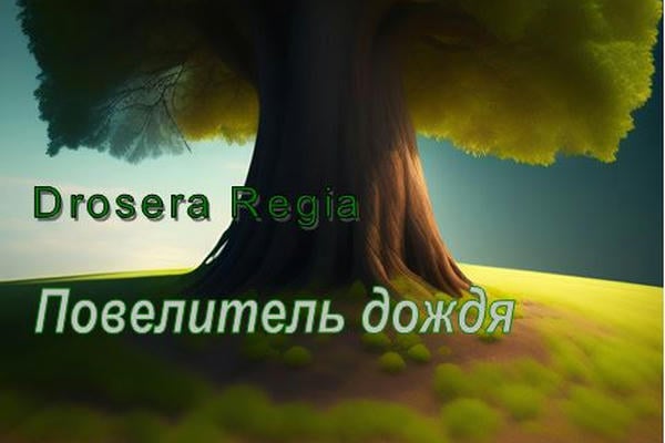 Повелитель дождя
