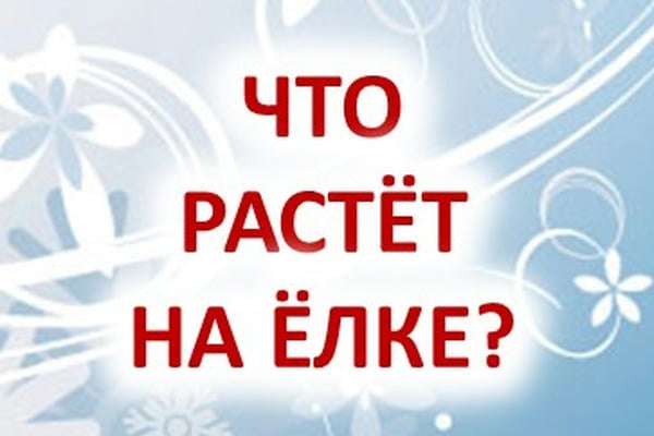 Что растет на елке?