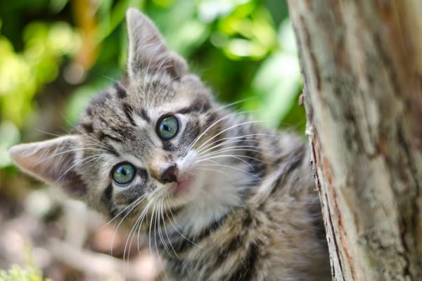 Про шаверму и котят (это не то, о чем вы подумали!)