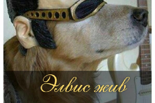 Элвис жив