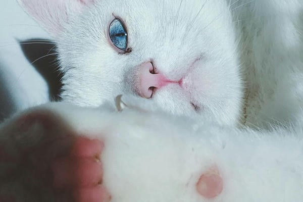 Кошачья лапка