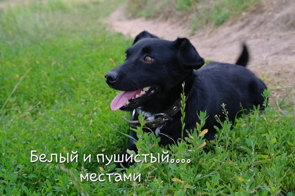 Белый и пушистый.... местами!🐕