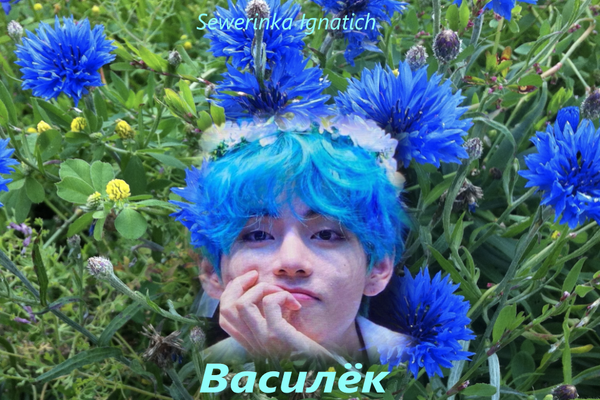 Василёк / Cornflower