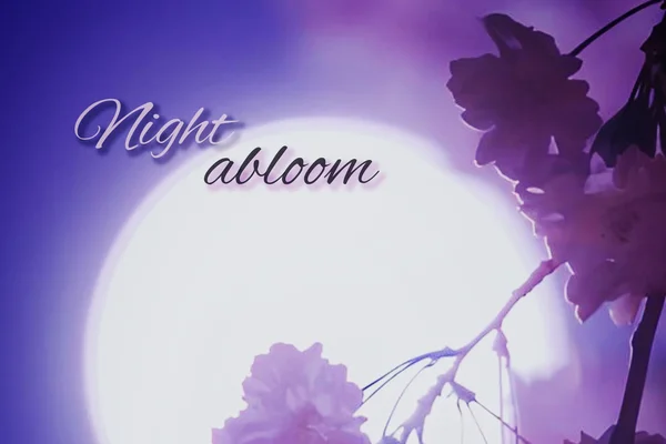 Night abloom