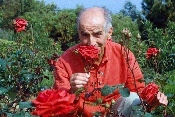 Розы для Луи де Фюнеса