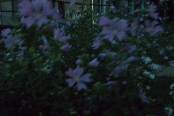 CHIHIRO