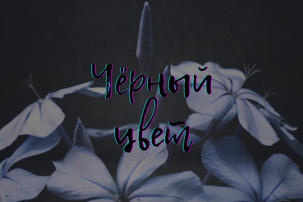 Чёрный цвет. Кабинет