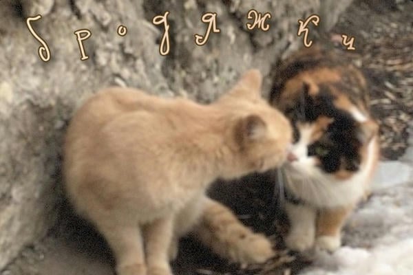 Strays: Бродяжки