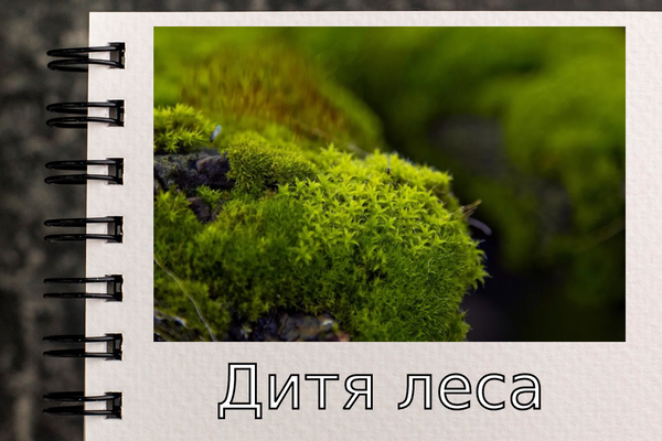 Дитя леса